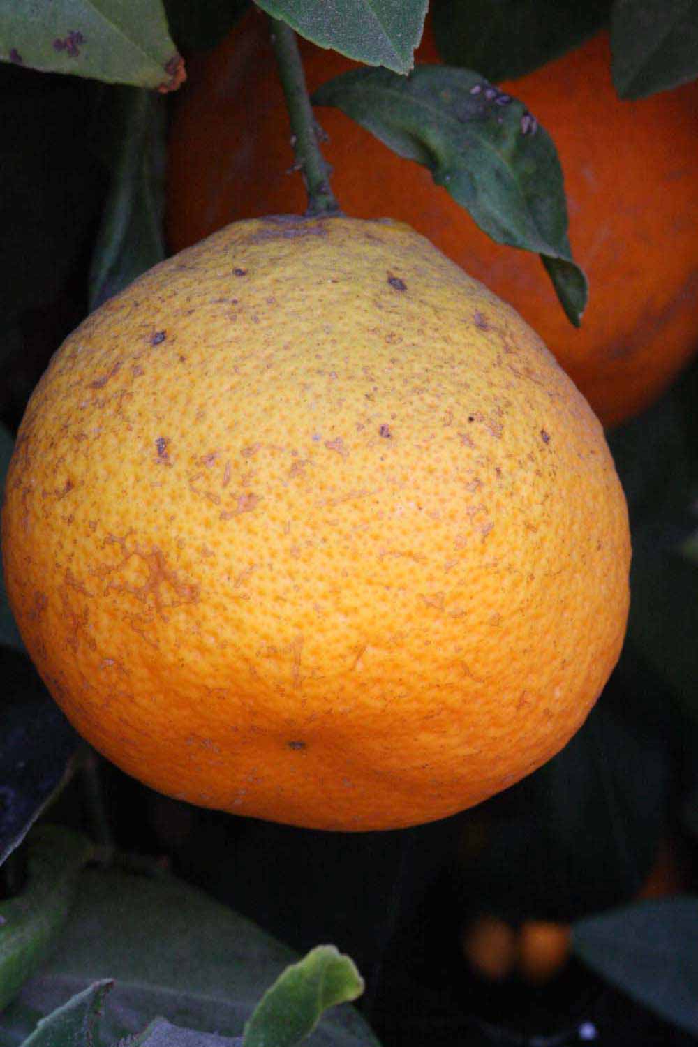            Fruit (Riverside, CA)   